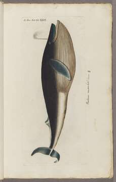 Image of Pygmy Blue Whale