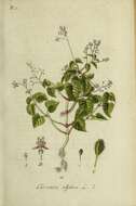 Image of Alpine enchanter’s-nightshade