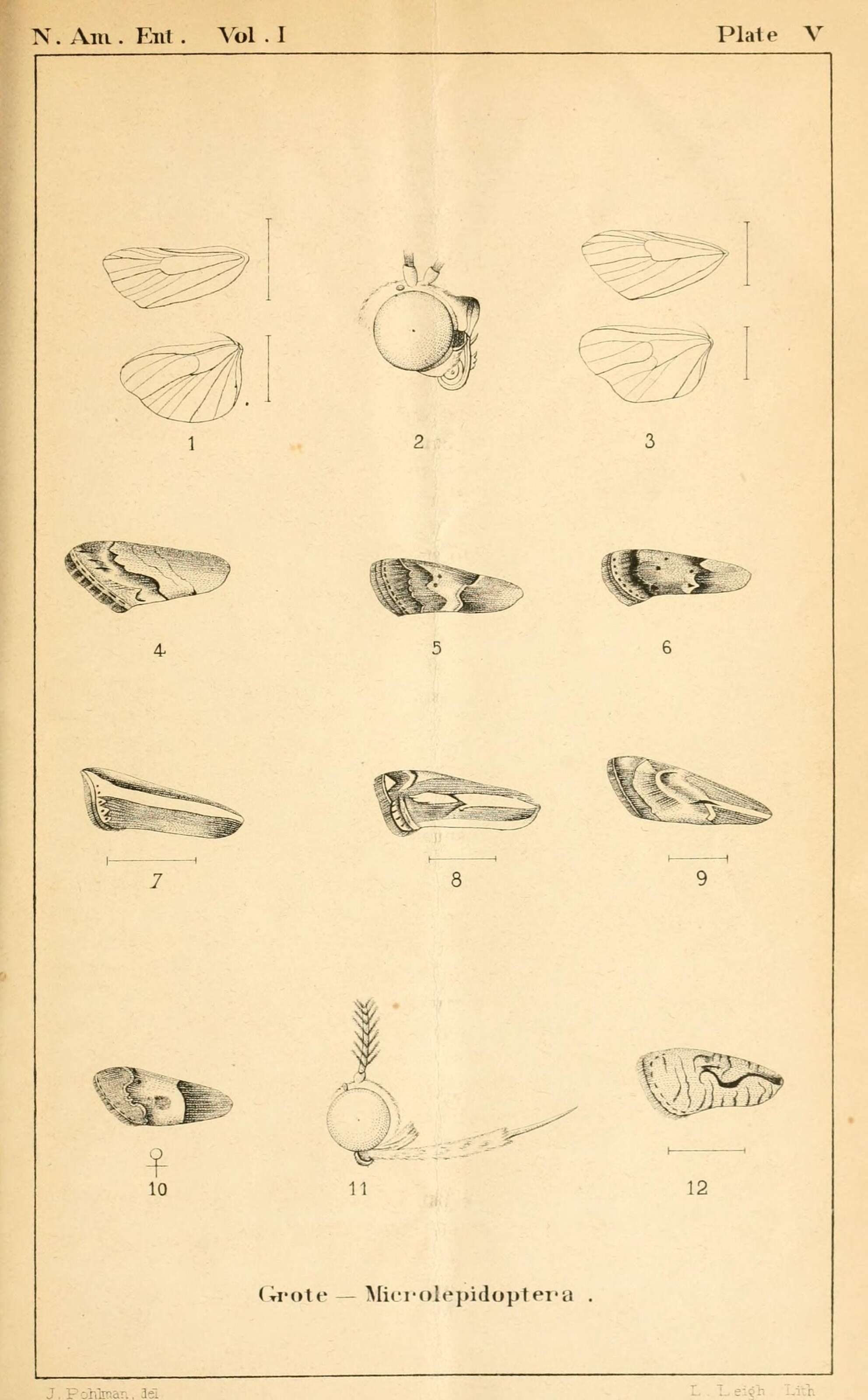 Crambus resmi