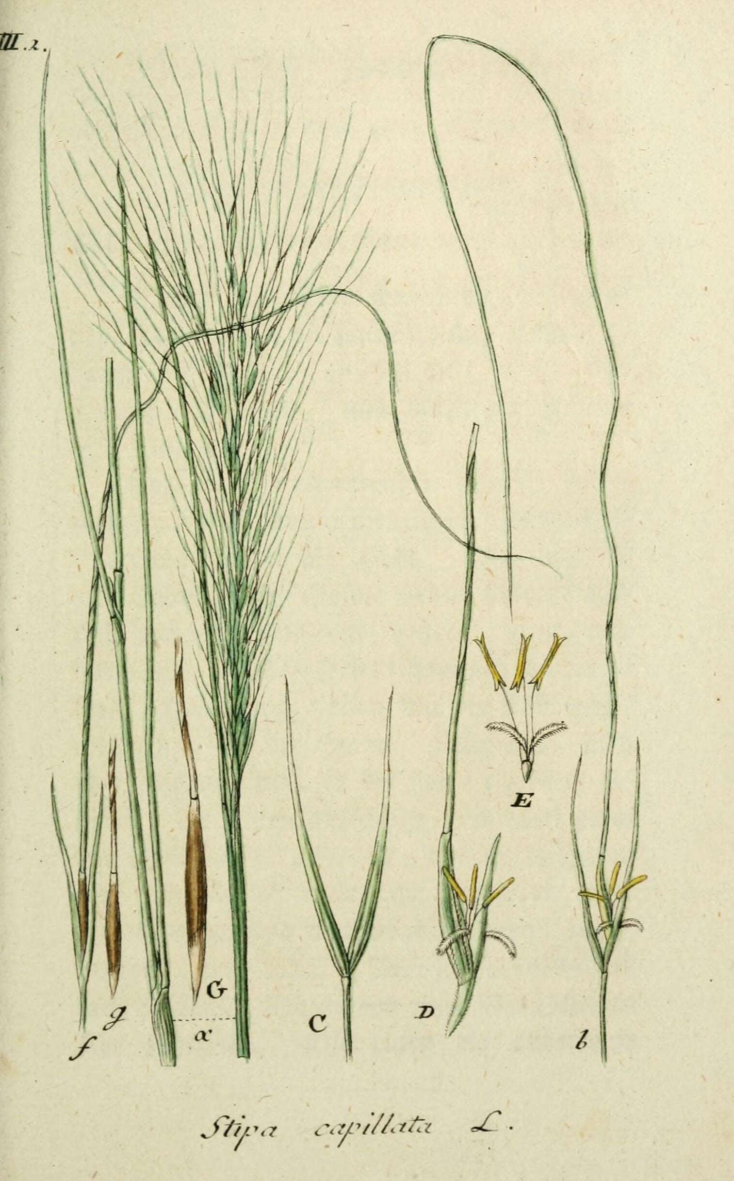 Image of dwarf feather grass