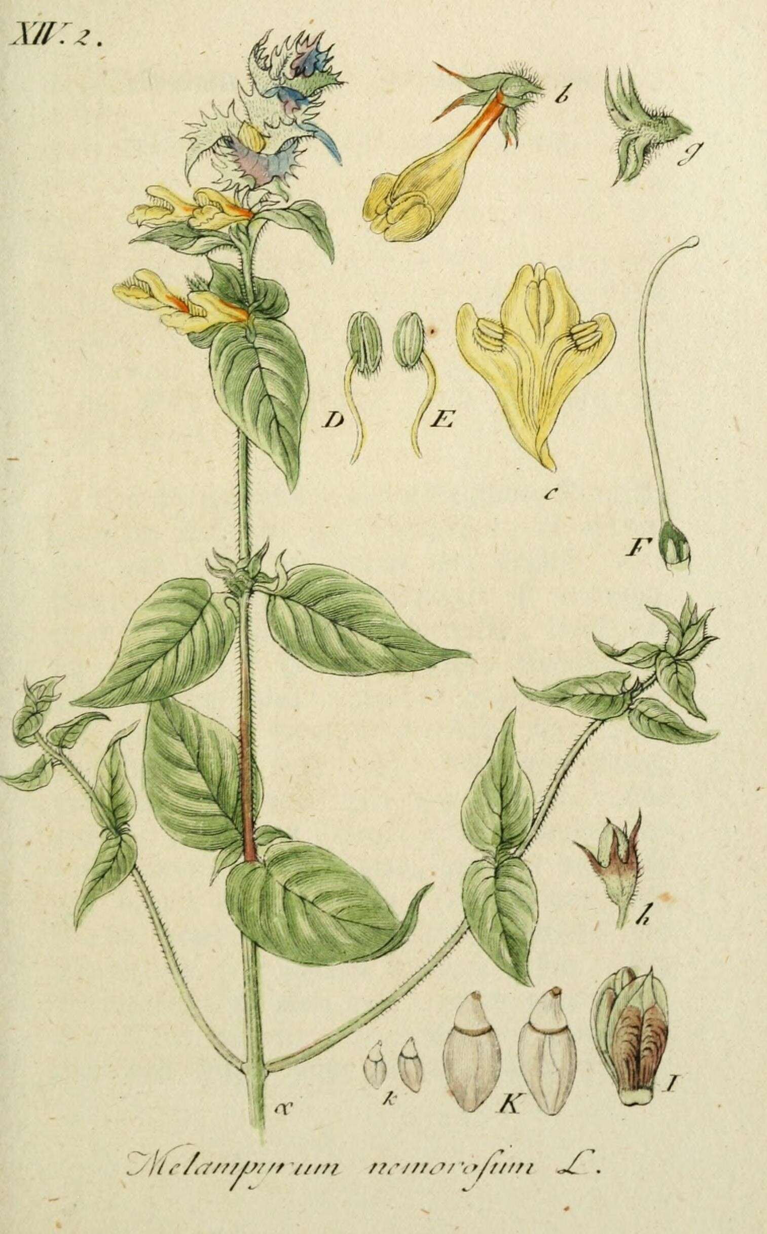 Слика од Melampyrum nemorosum L.