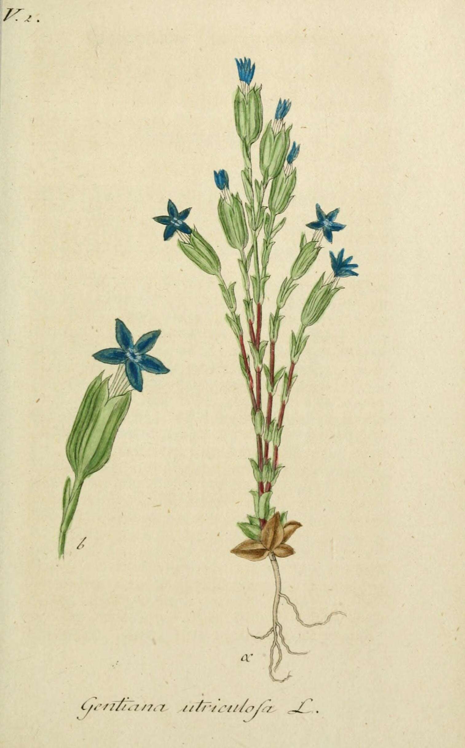 Image de Gentiana utriculosa L.