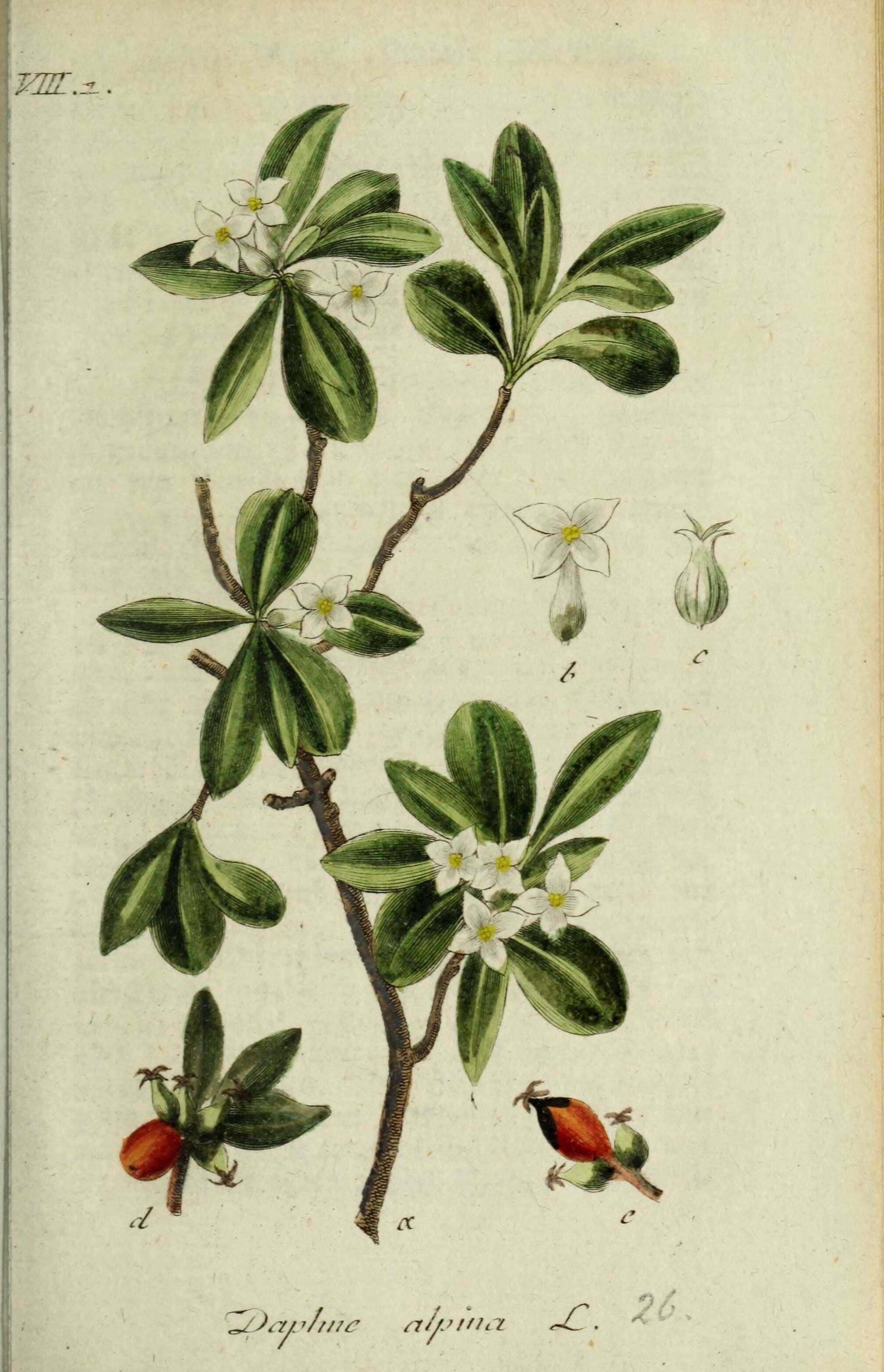 Image of Daphne alpina L.