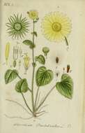 Imagem de Doronicum pardalianches L.