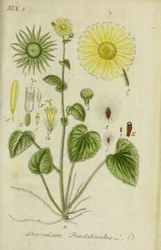 Doronicum pardalianches L. resmi