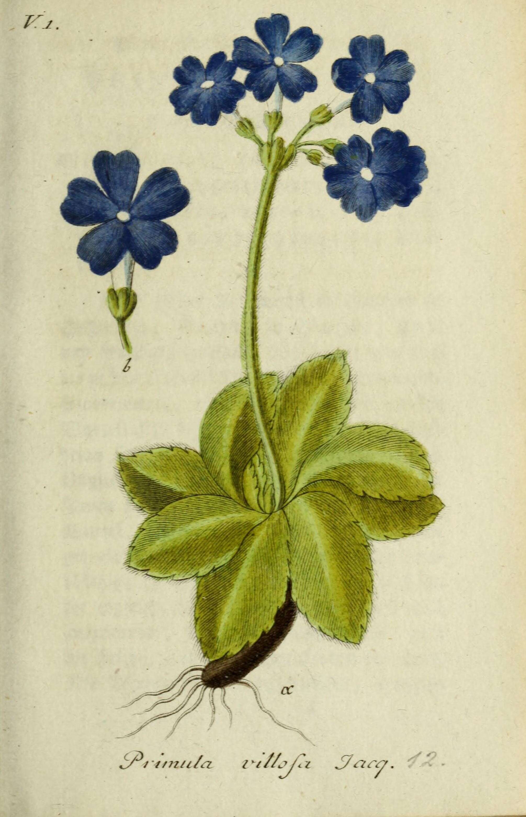 Image of Primula villosa Wulfen