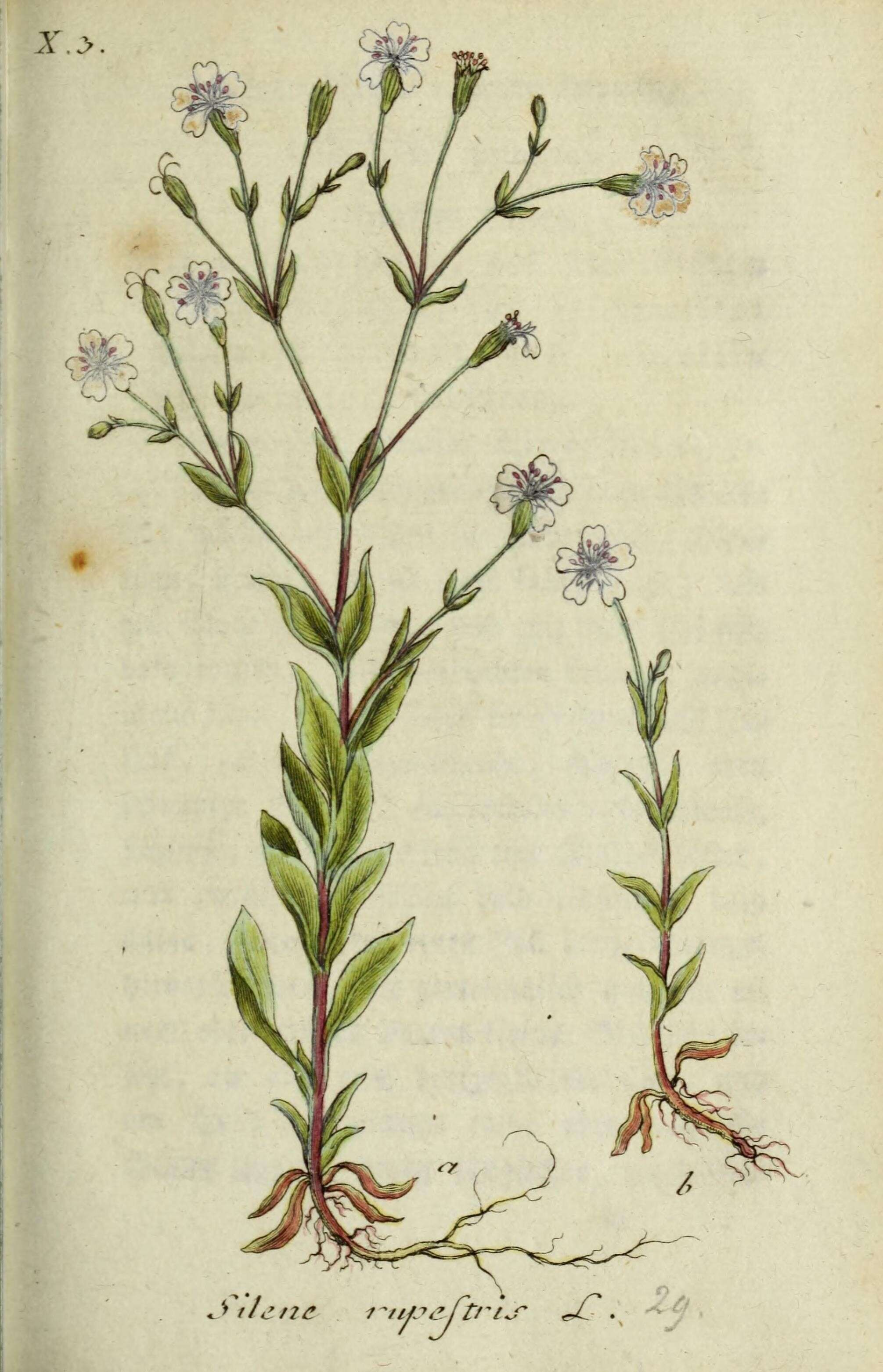 Image of Silene rupestris