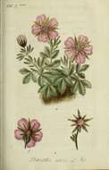 Image of pink cinquefoil