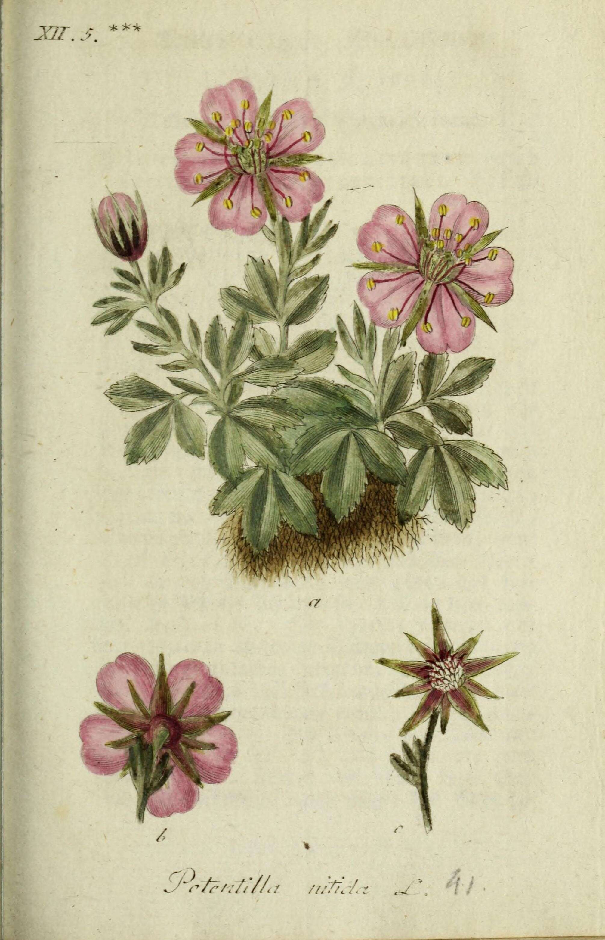 Image of pink cinquefoil