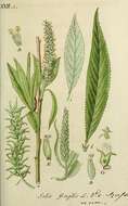 Imagem de Salix fragilis L.