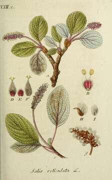 Imagem de Salix reticulata L.