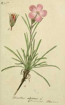 Image de Dianthus alpinus L.