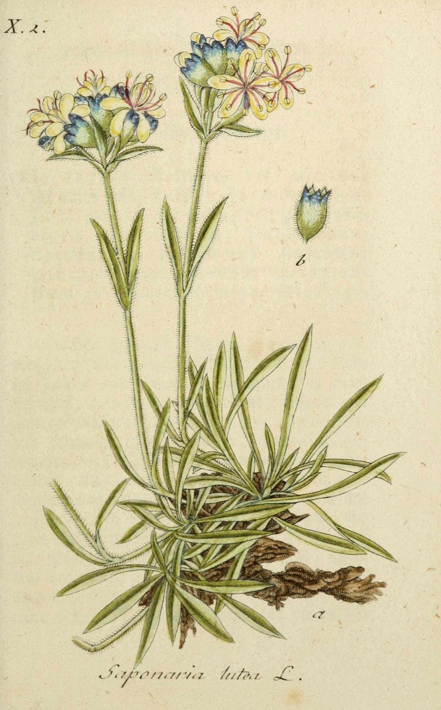 Imagem de Saponaria lutea L.