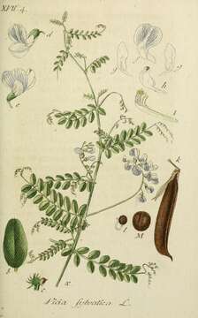 Image of wood vetch