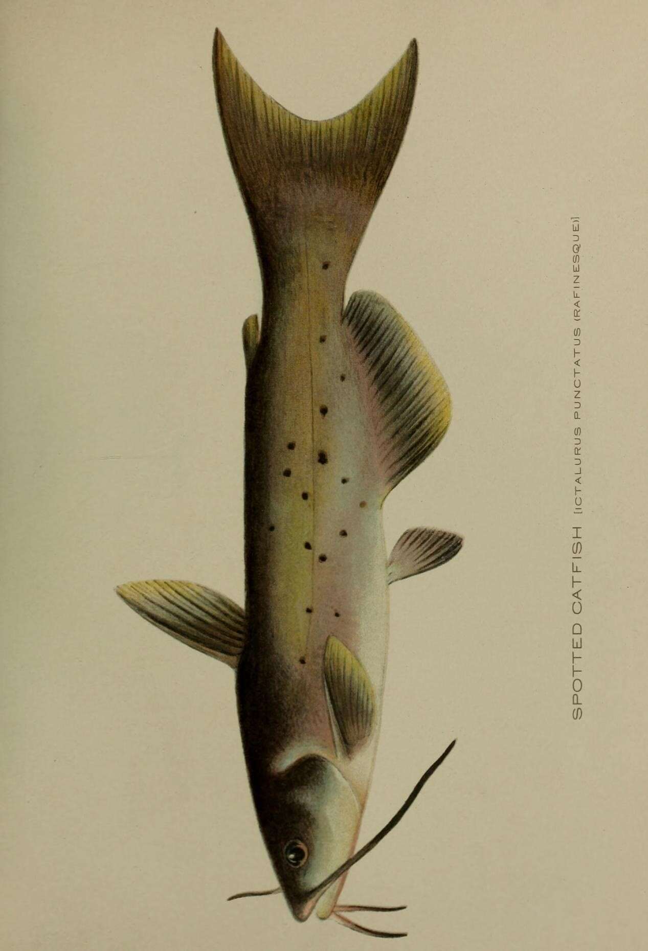 Слика од Ictalurus punctatus (Rafinesque 1818)