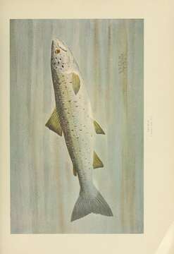 Image of Atlantic Salmon