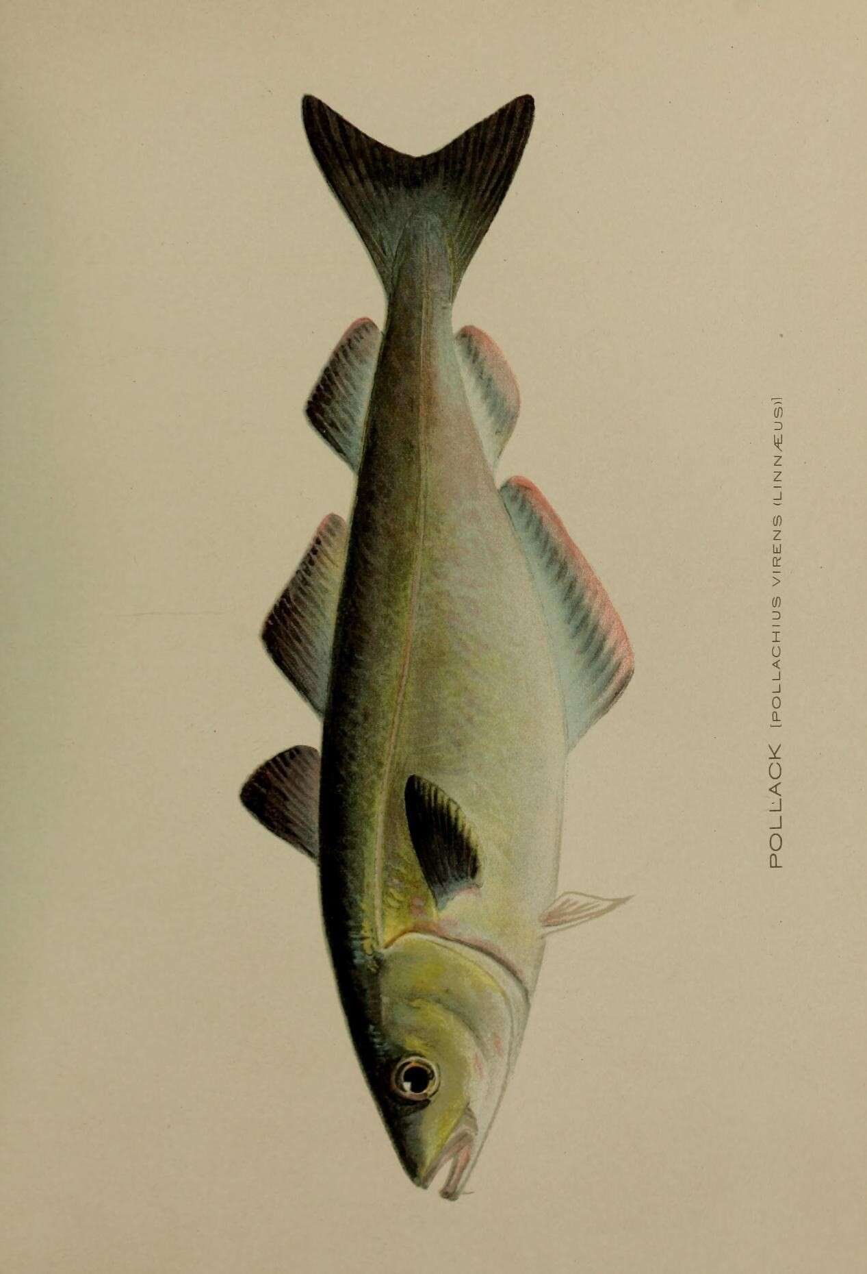 Слика од Pollachius virens (Linnaeus 1758)
