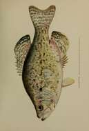 Image of White Crappie