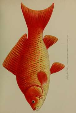 Image of Goldfish