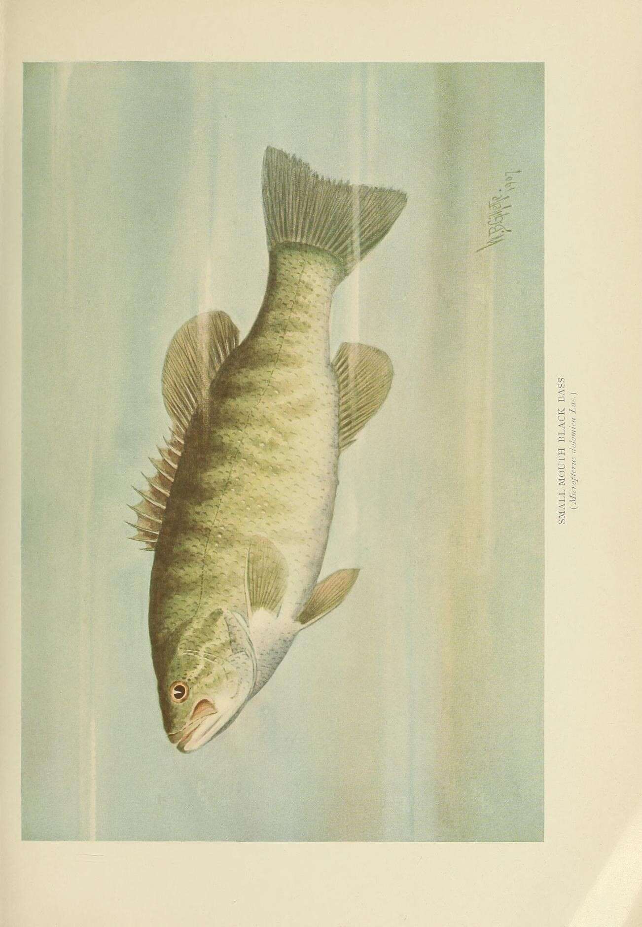 Image of Smallmouth Bass