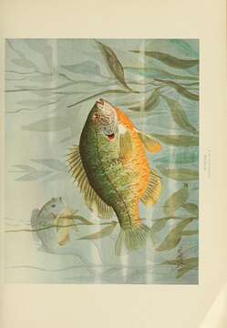 Image of Pumpkinseed