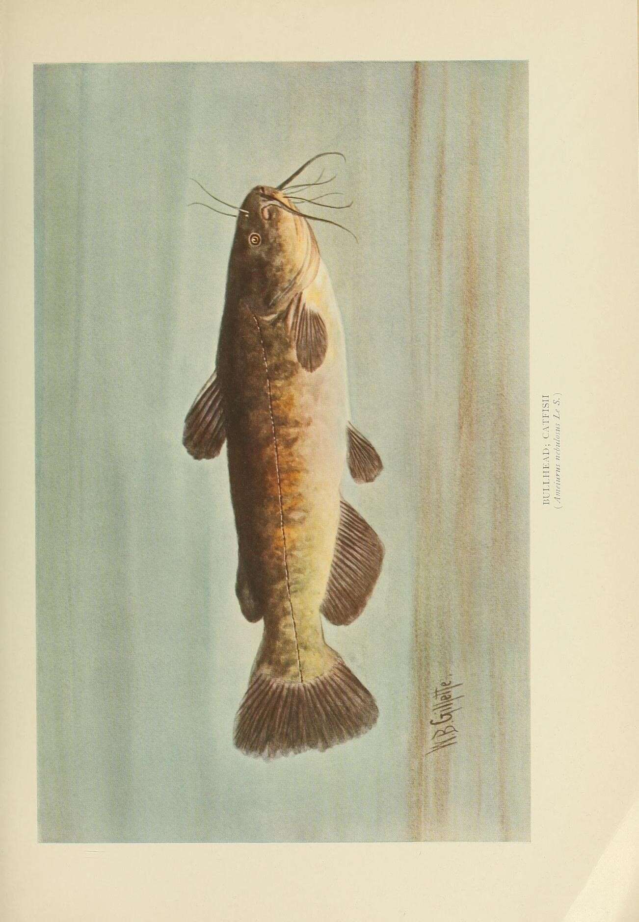 Image of brown bullhead