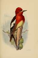 Image of Red-breasted Sapsucker