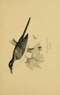 Image of Yellow-billed Cuckoo