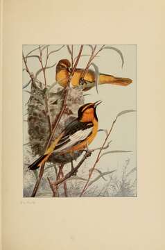 Image de Oriole de Bullock