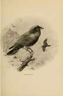 Слика од Corvus corax principalis Ridgway 1887