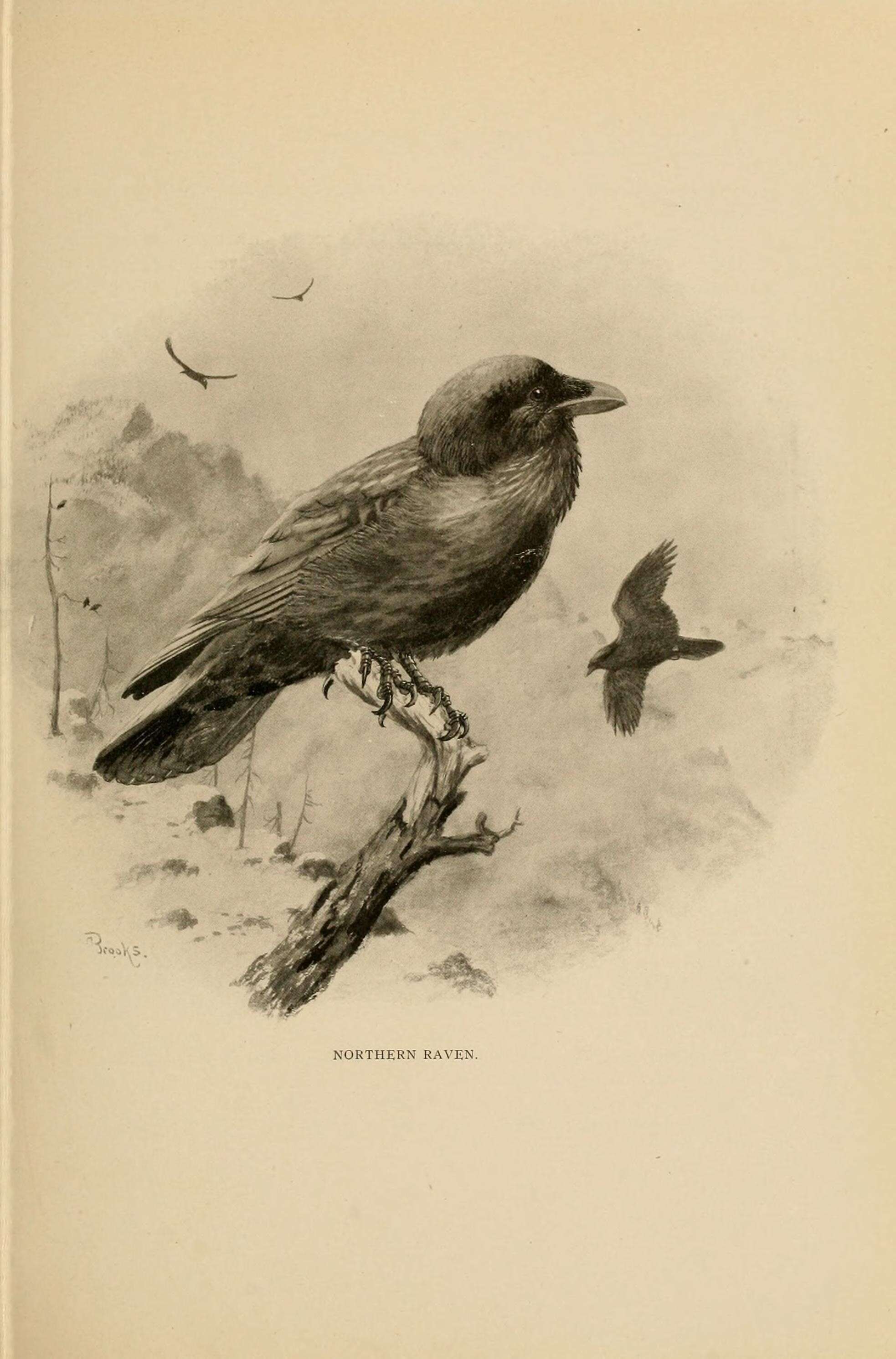 Imagem de Corvus corax principalis Ridgway 1887