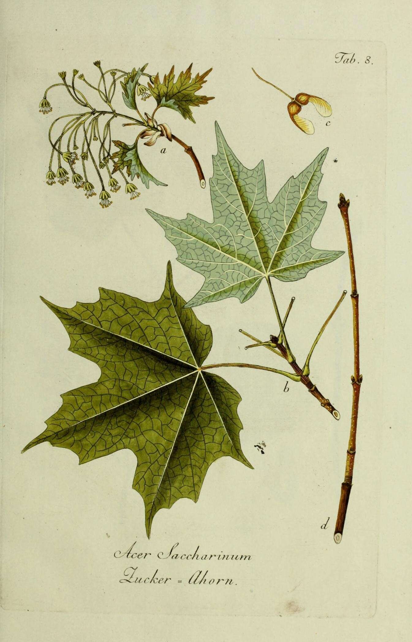 Imagem de Acer saccharinum L.