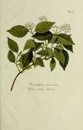 Image of sweet mock orange