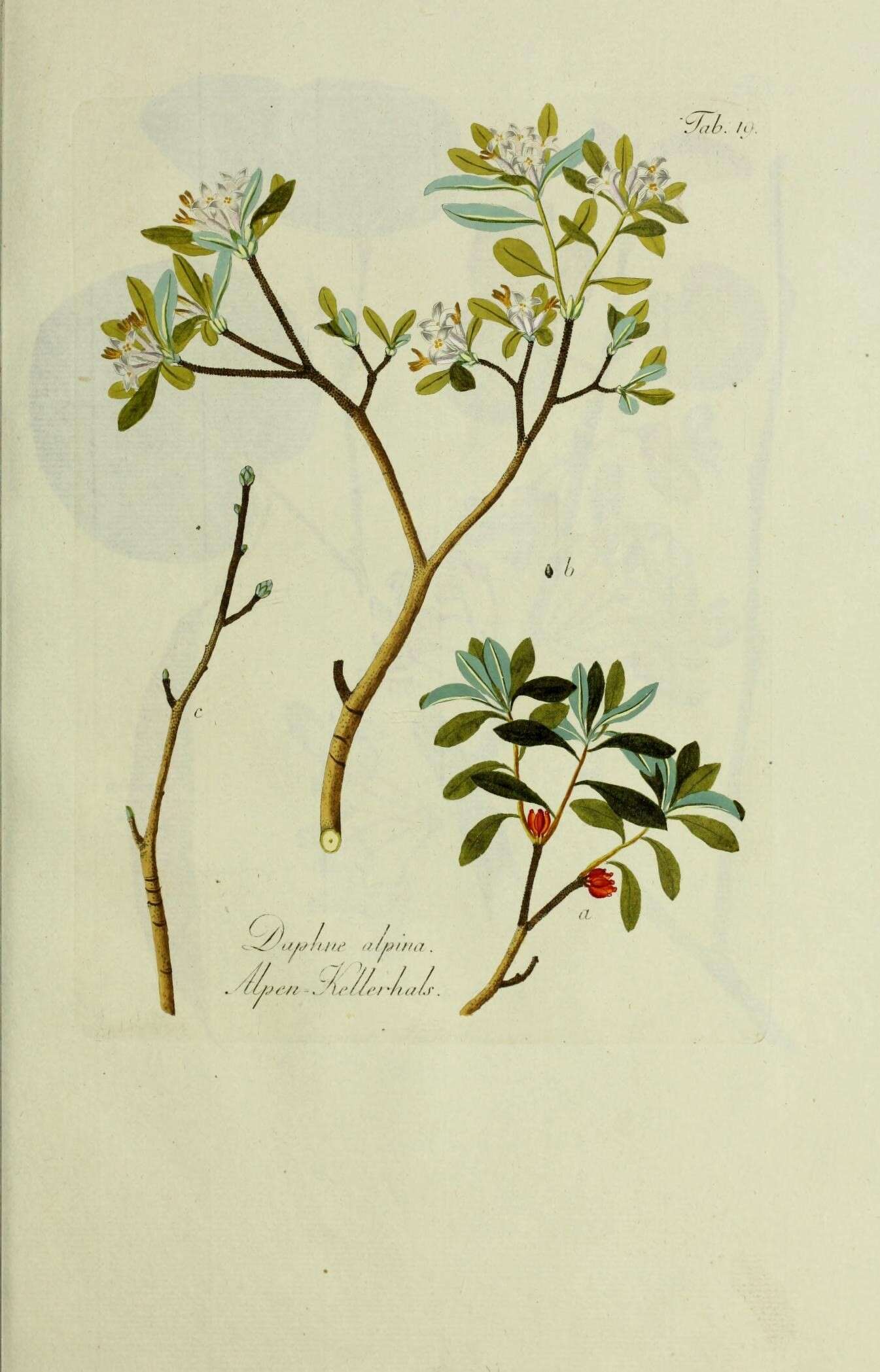 Image of Daphne alpina L.