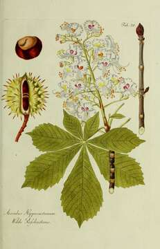 Image of European horse chestnut