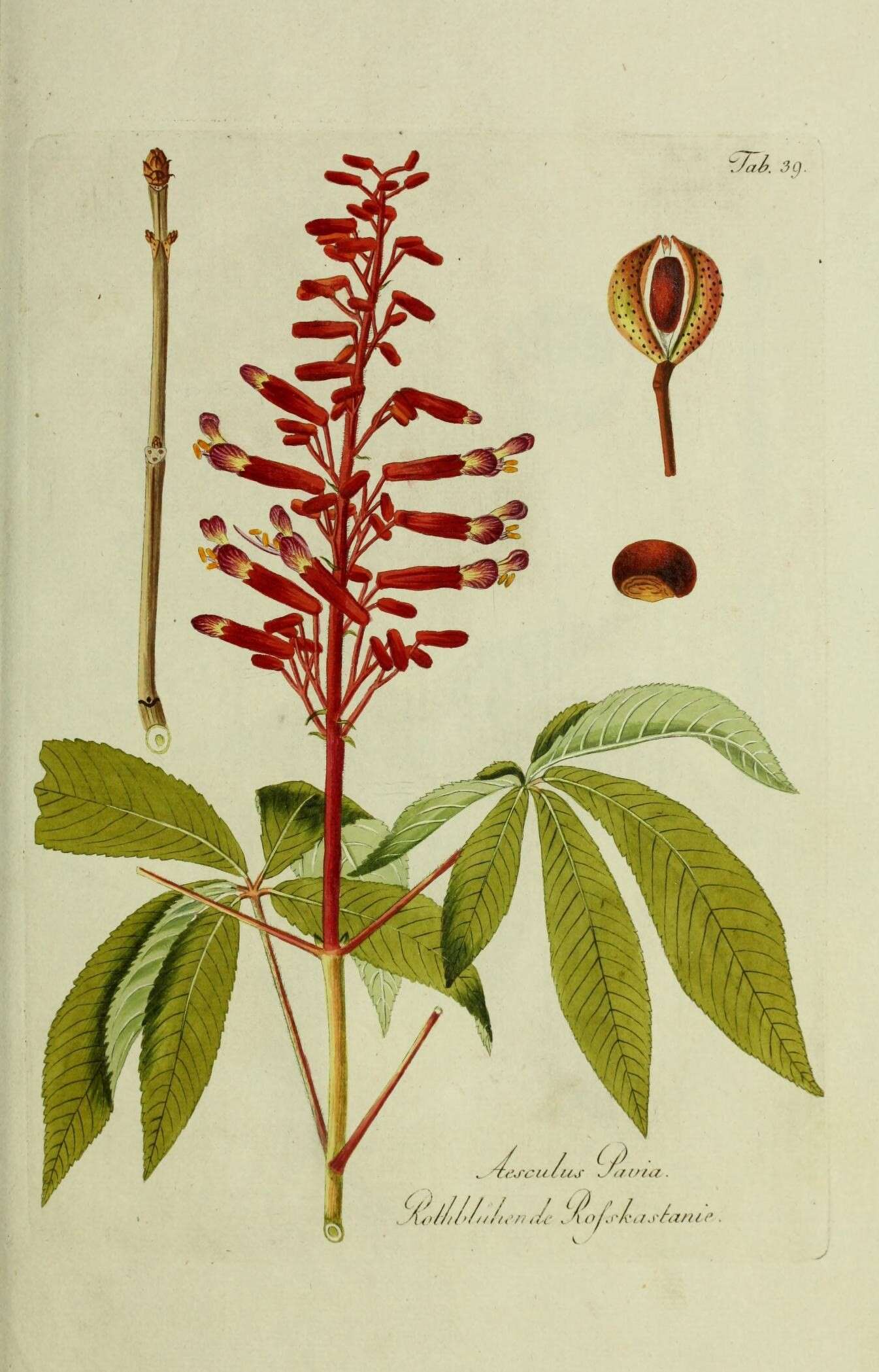 Image of red buckeye