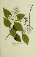 Image of sweet mock orange