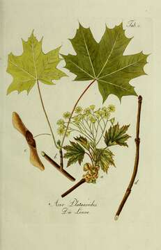 Image of Norway Maple