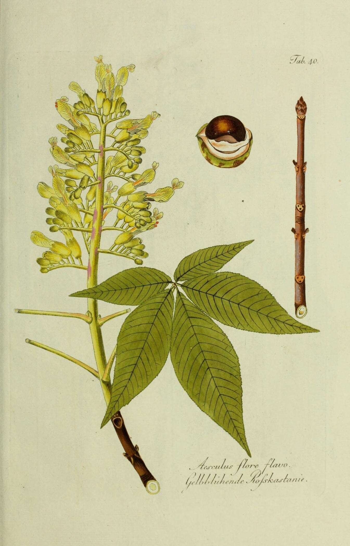 Image of red buckeye