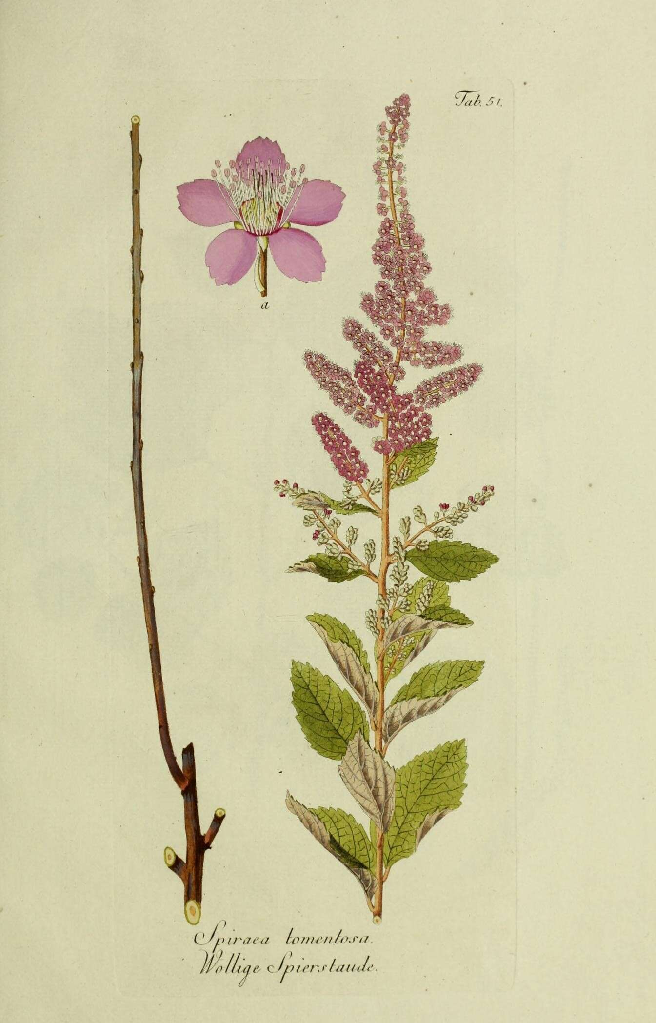 Spiraea tomentosa L.的圖片