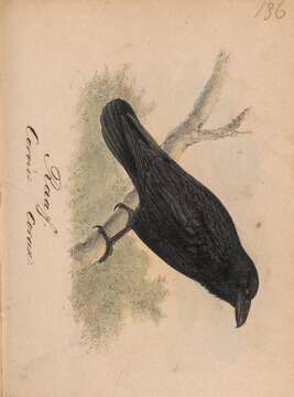 Image of Northern Raven