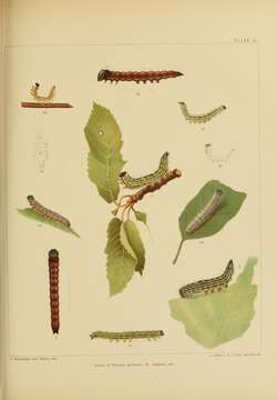 Image of Yellow-necked Caterpillar Moth