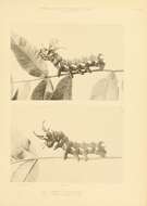 Image of Regal Moth