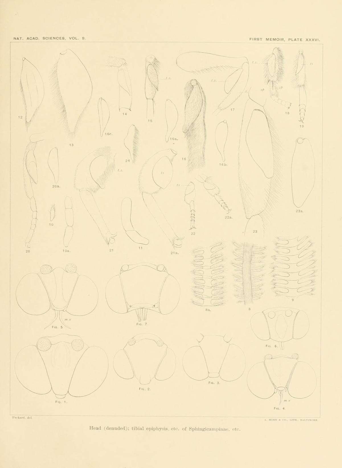 Image de Eacles Hübner (1819)