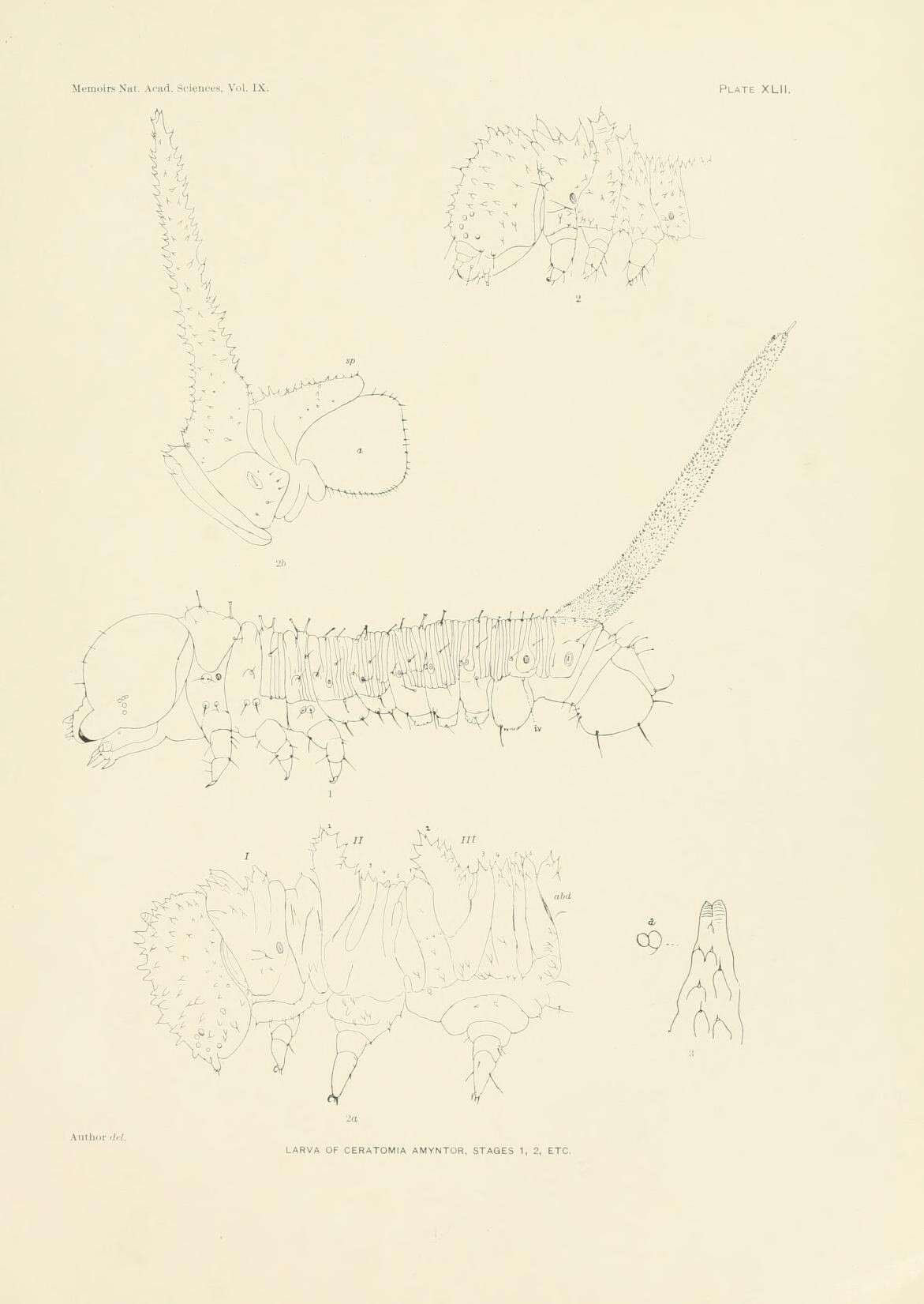 Image de Ceratomia amyntor (Geyer (1835))