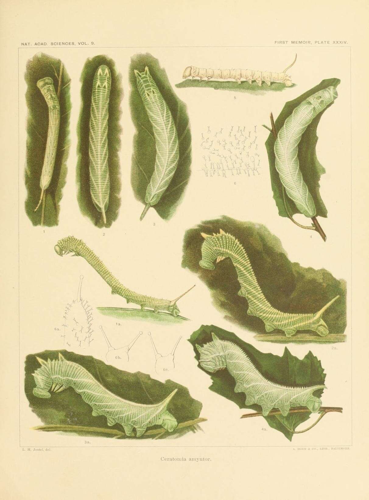 Image de Ceratomia amyntor (Geyer (1835))