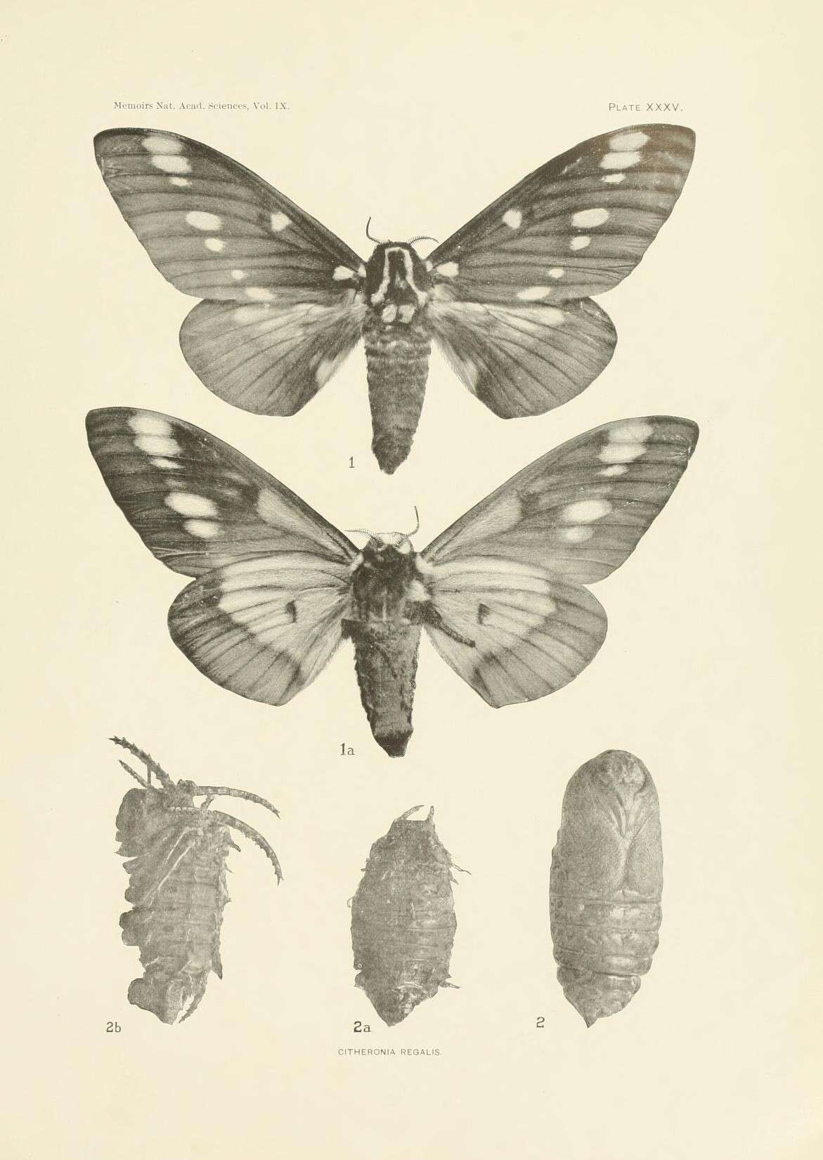 Image of Regal Moth