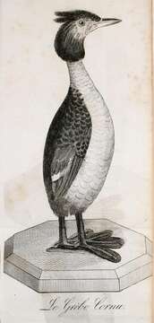 Image of Podiceps Latham 1787