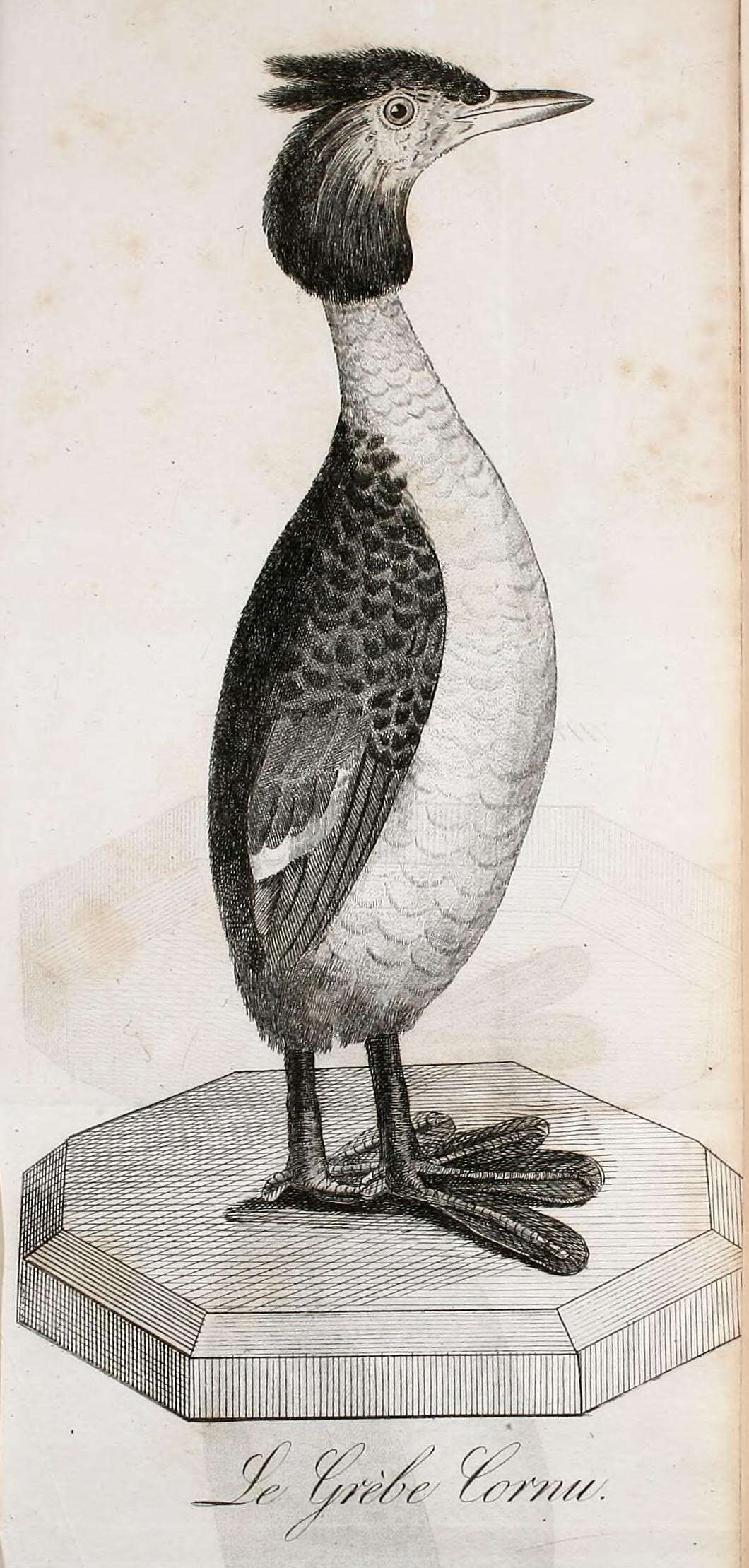 Image of Podiceps Latham 1787