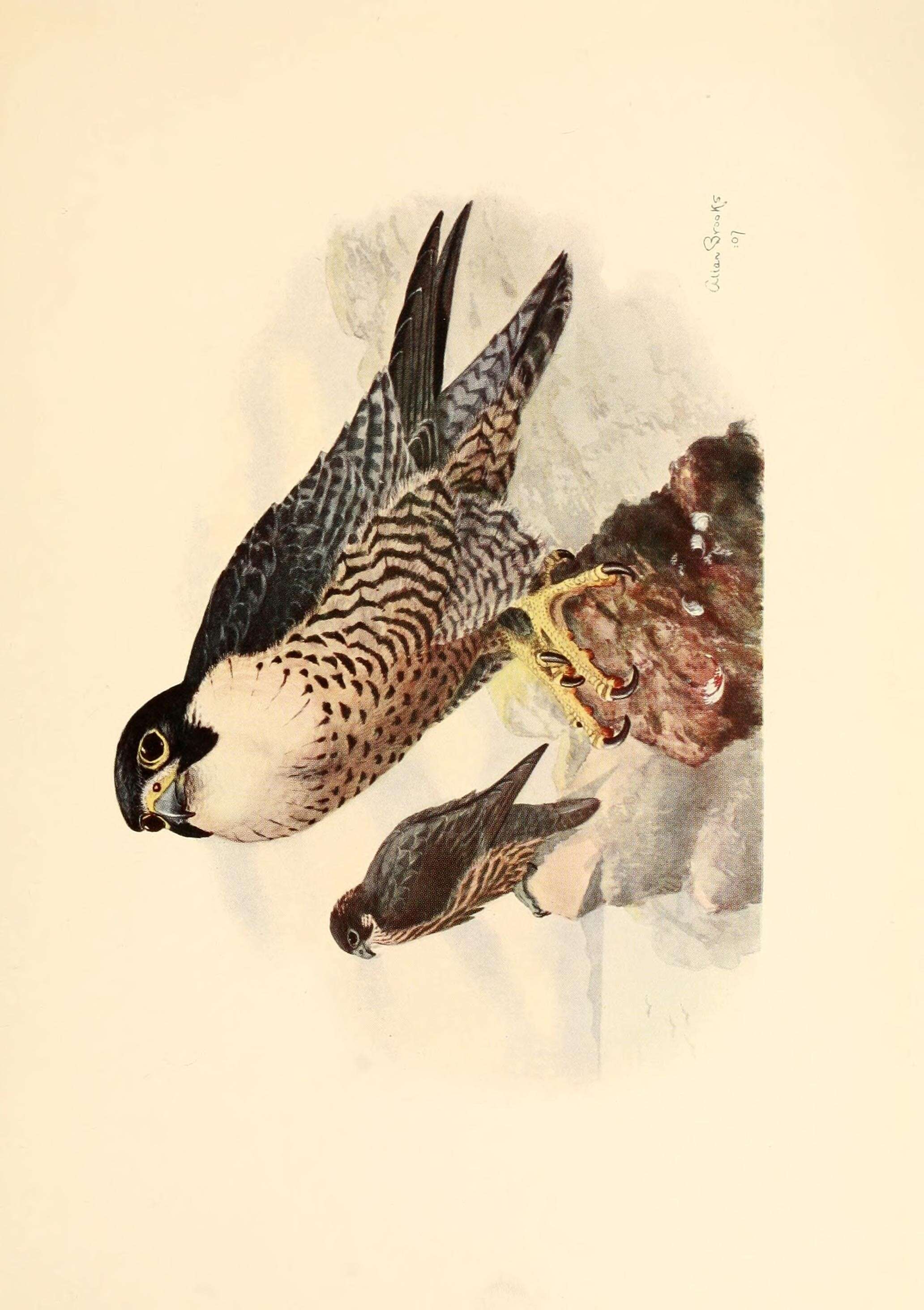 Image of Falco peregrinus anatum Bonaparte 1838